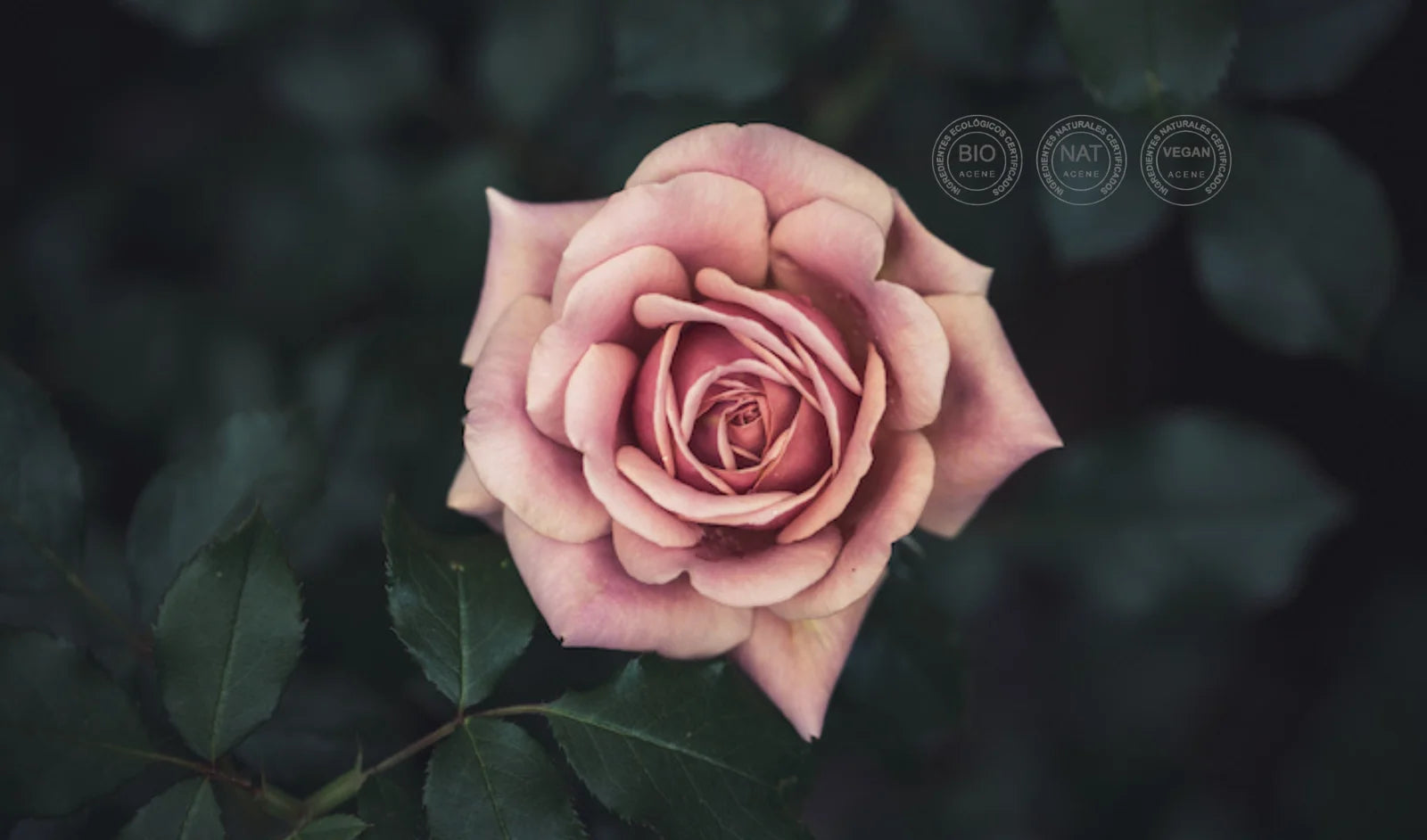 certificacion acene bio organica perfumes jimmy boyd